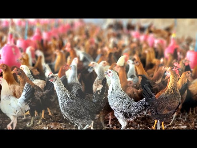 Country Chicken